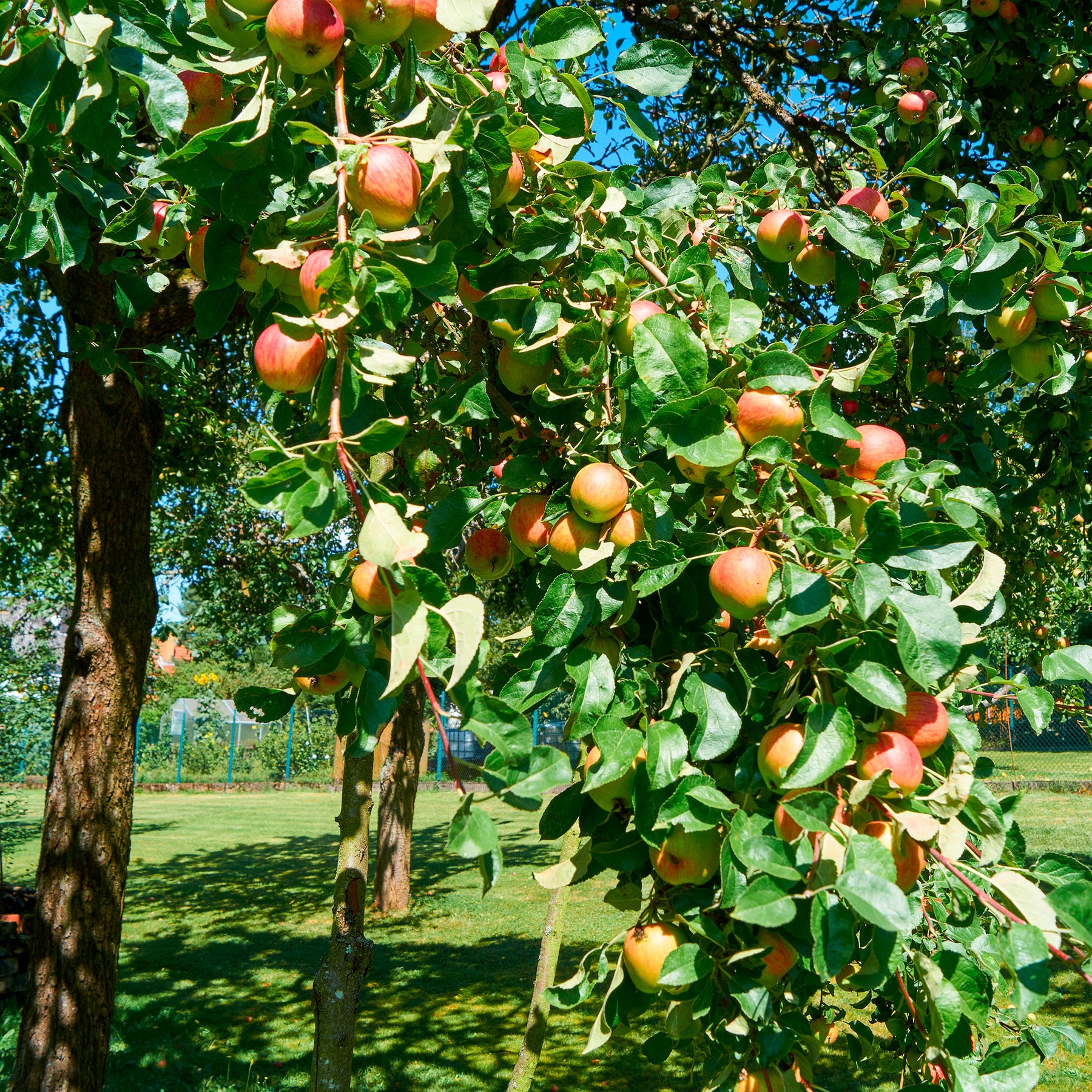 Pommier - Pommier Braeburn - Malus domestica Braeburn