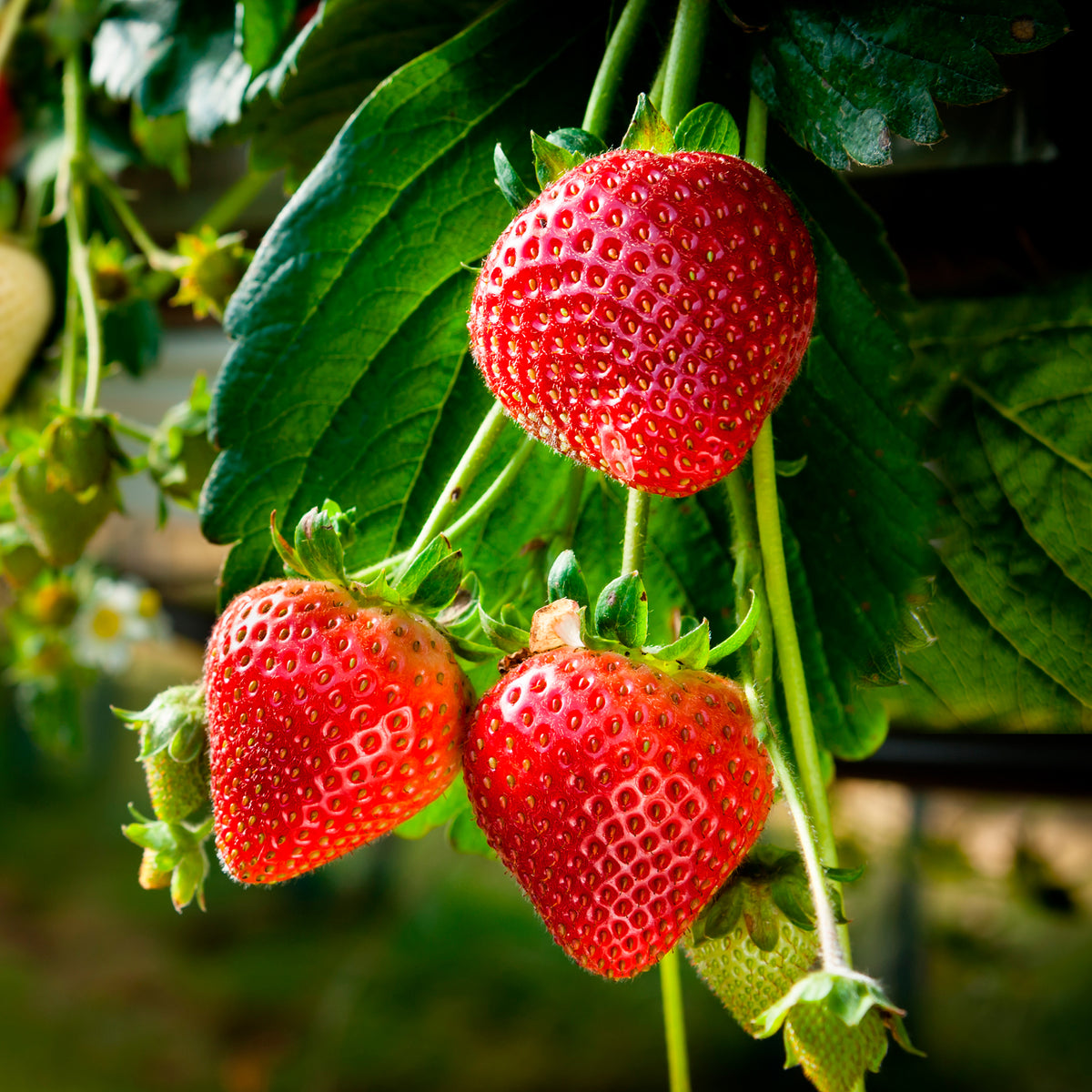 Fraisier Suprise des Marchés  - Fragaria × ananassa Surprise des Marchés - Willemse