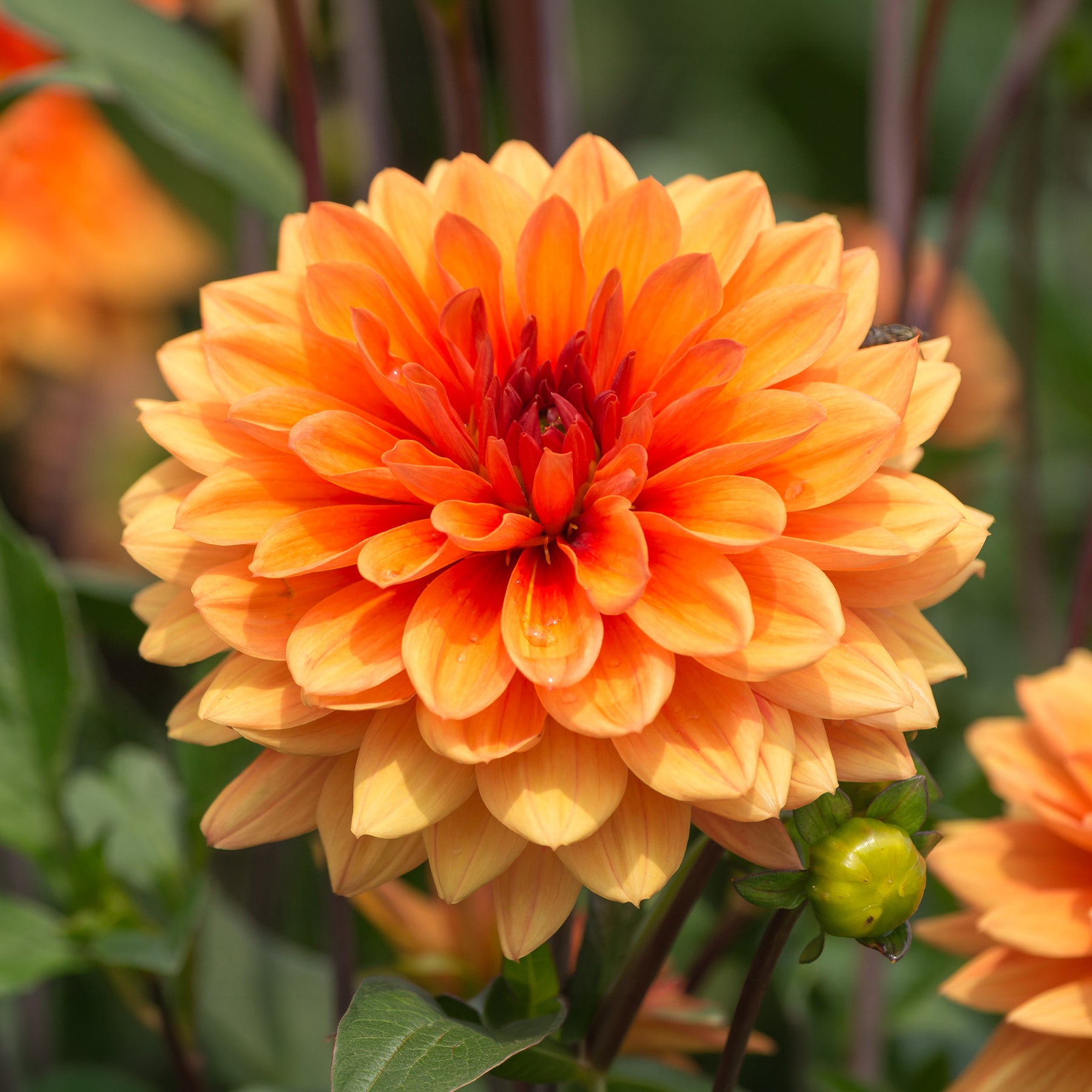 Dahlia Japlou