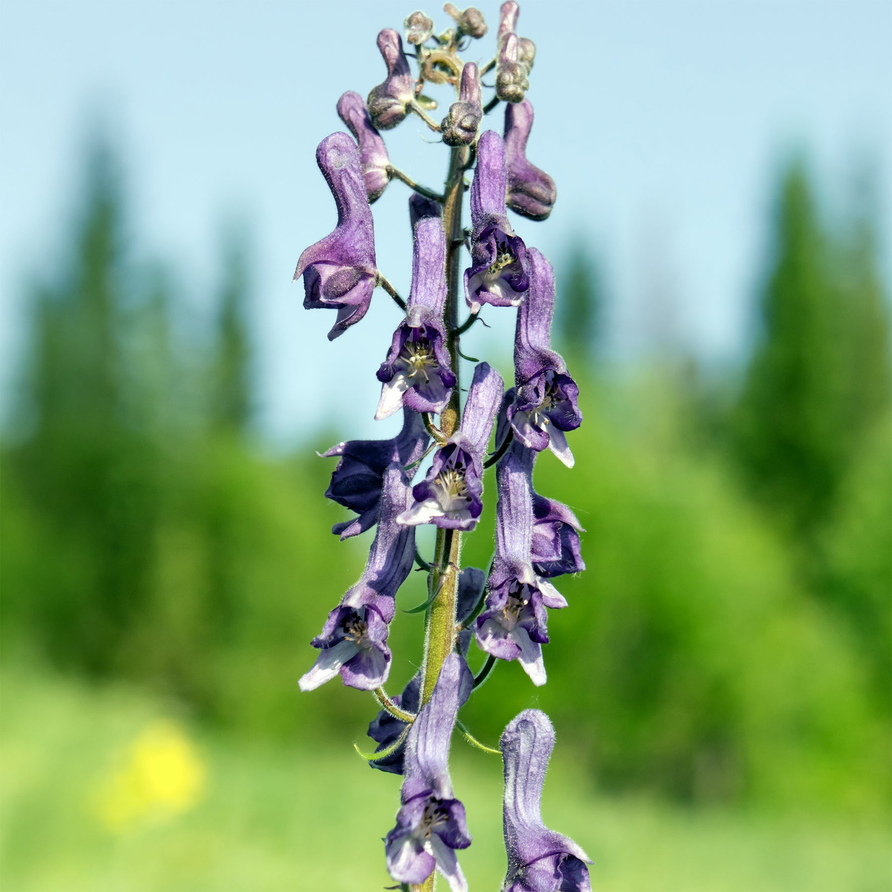 Aconit Purple Sparrow - Aconitum hybride purple sparrow - Willemse
