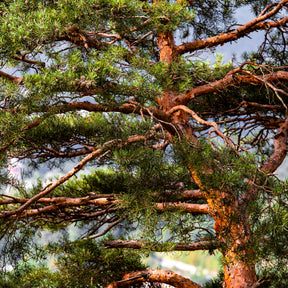 Pinus sylvestris - Pin sylvestre - Pin