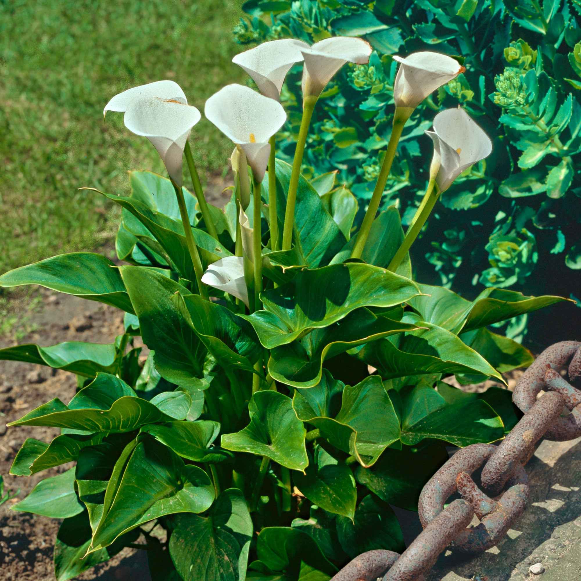 Bulbes de arum pour massifs et pots | Willemse