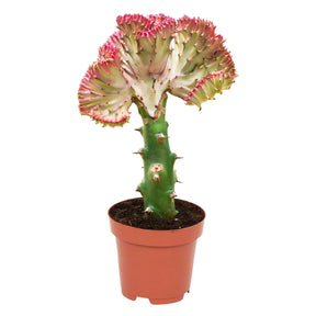 Euphorbe lactée - Euphorbia lactea cristata - Cactus et plantes grasses