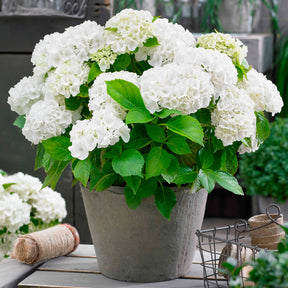 Hortensia blanc