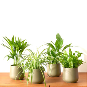 4x Plantes purif. air - Mélange - Collection colorée