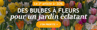 Des bulbes à fleurs pour un jardin éclatant : le 2ème à -30%