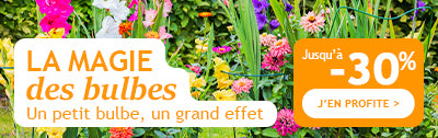 Jusqu’à -30% : la magie des bulbes