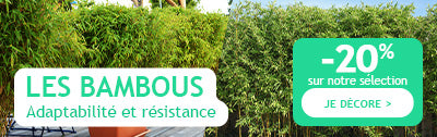 Notre sélection de bambous adaptable et résistant à -20%