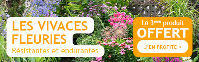 Les vivaces fleuries : résistantes et endurantes 