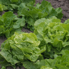 Laitue pommée Deliane - Willemse