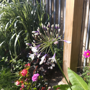 Vente Agapanthe Twister - Agapanthus Twister