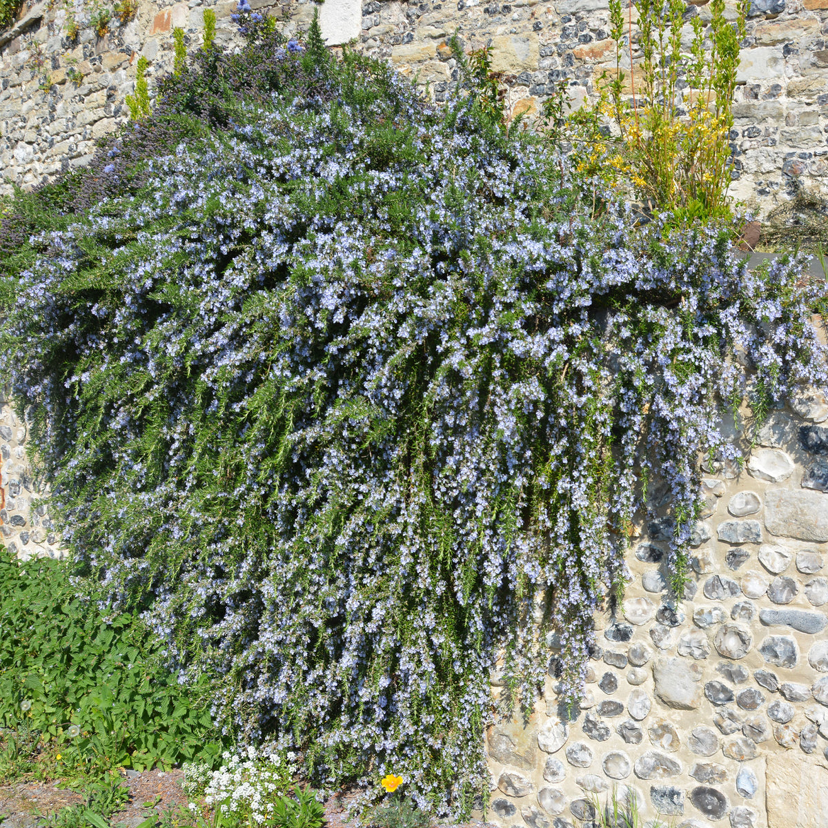 Romarin officinal rampant Pointe du Raz - Willemse
