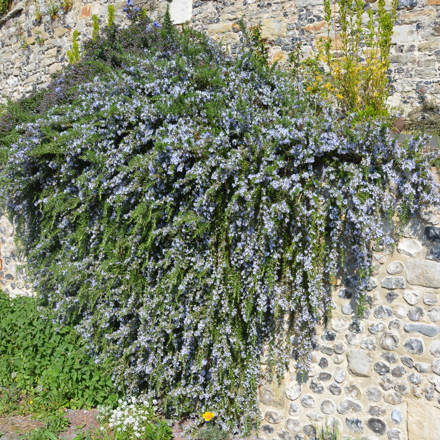 Romarin officinal rampant Pointe du Raz - Willemse