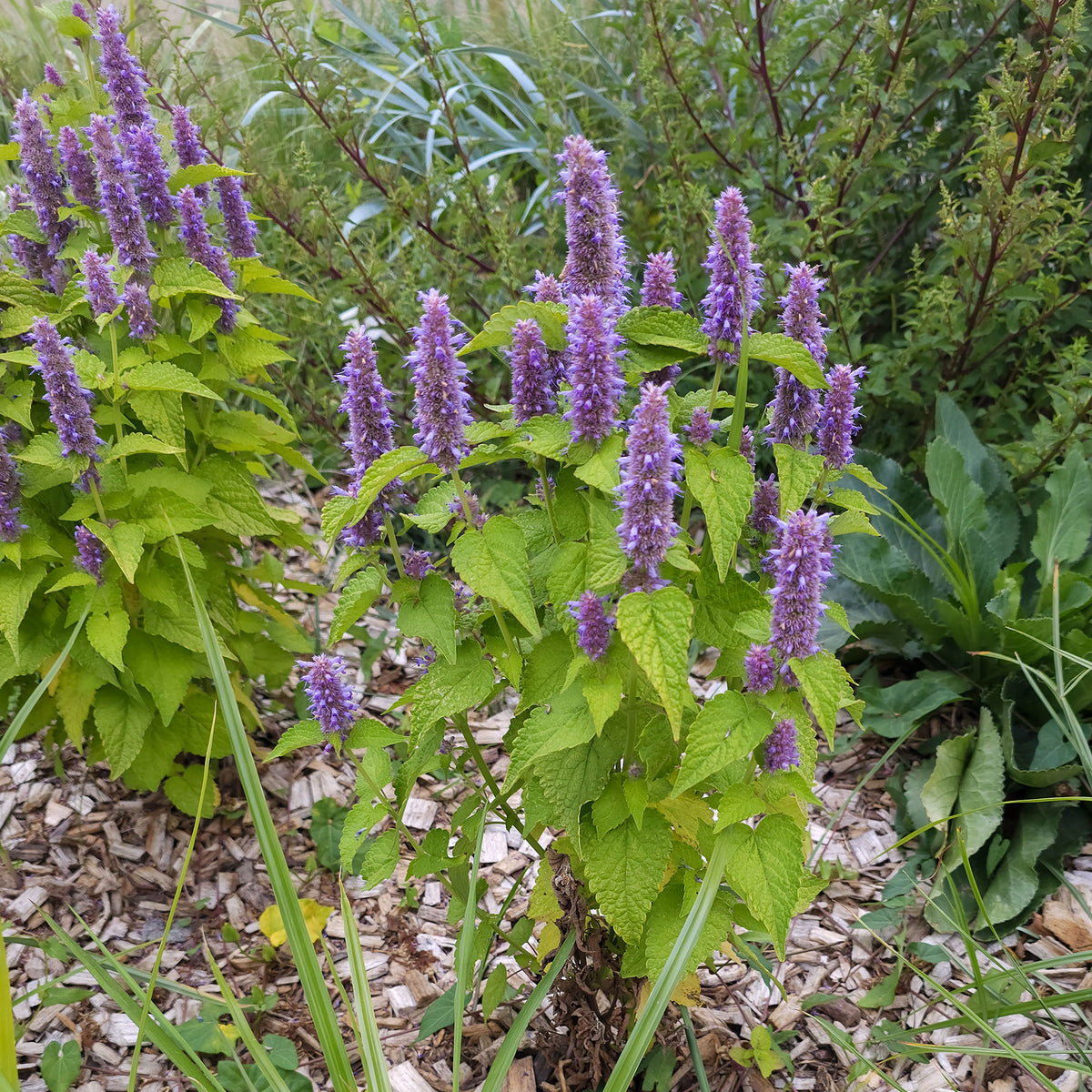 Agastache fenouil Golden Jubilee - Willemse
