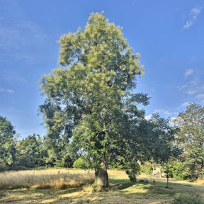 Sophora du Japon - Willemse