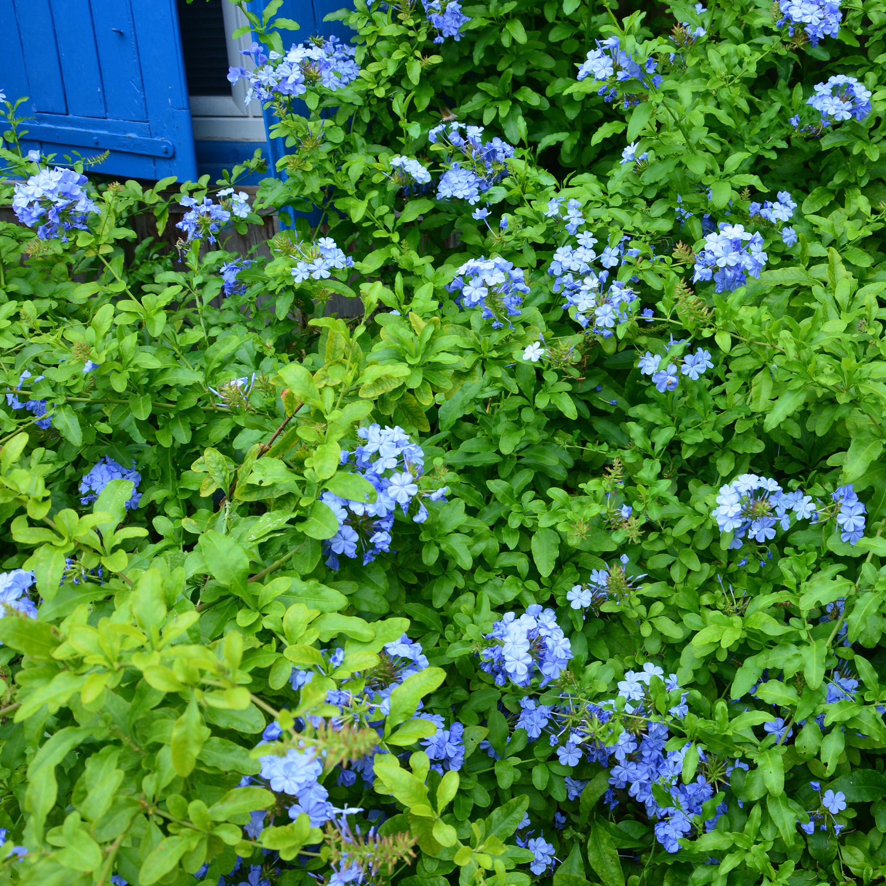 Plumbago Dark Blue - Willemse