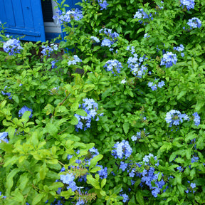 Plumbago Dark Blue - Willemse