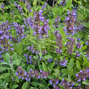 Sauge officinale - Salvia officinalis - Willemse