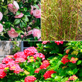 Collection de 3 arbustes d'ombre : hortensia, camélia, bambou - Willemse