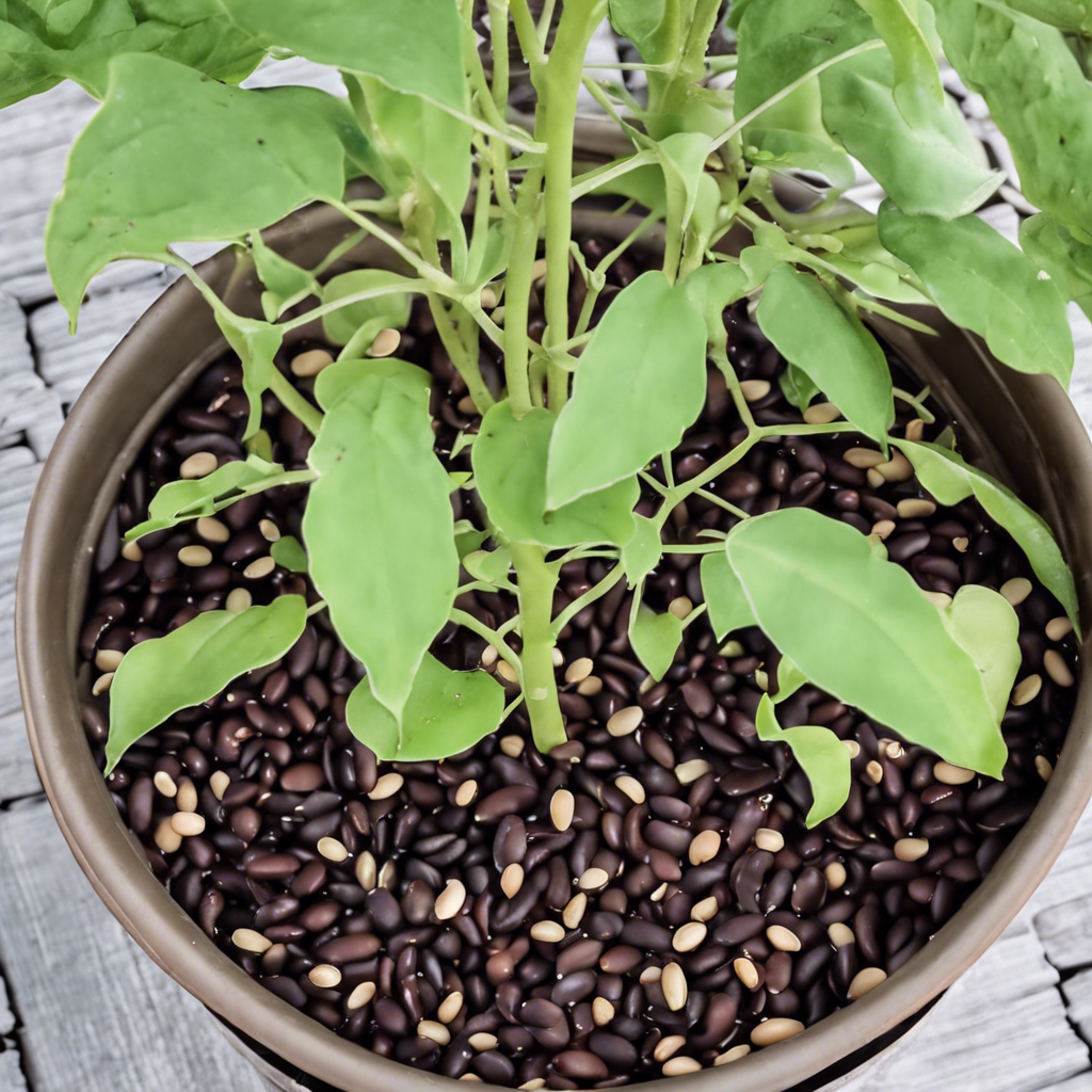 Comment multiplier les plants de fève