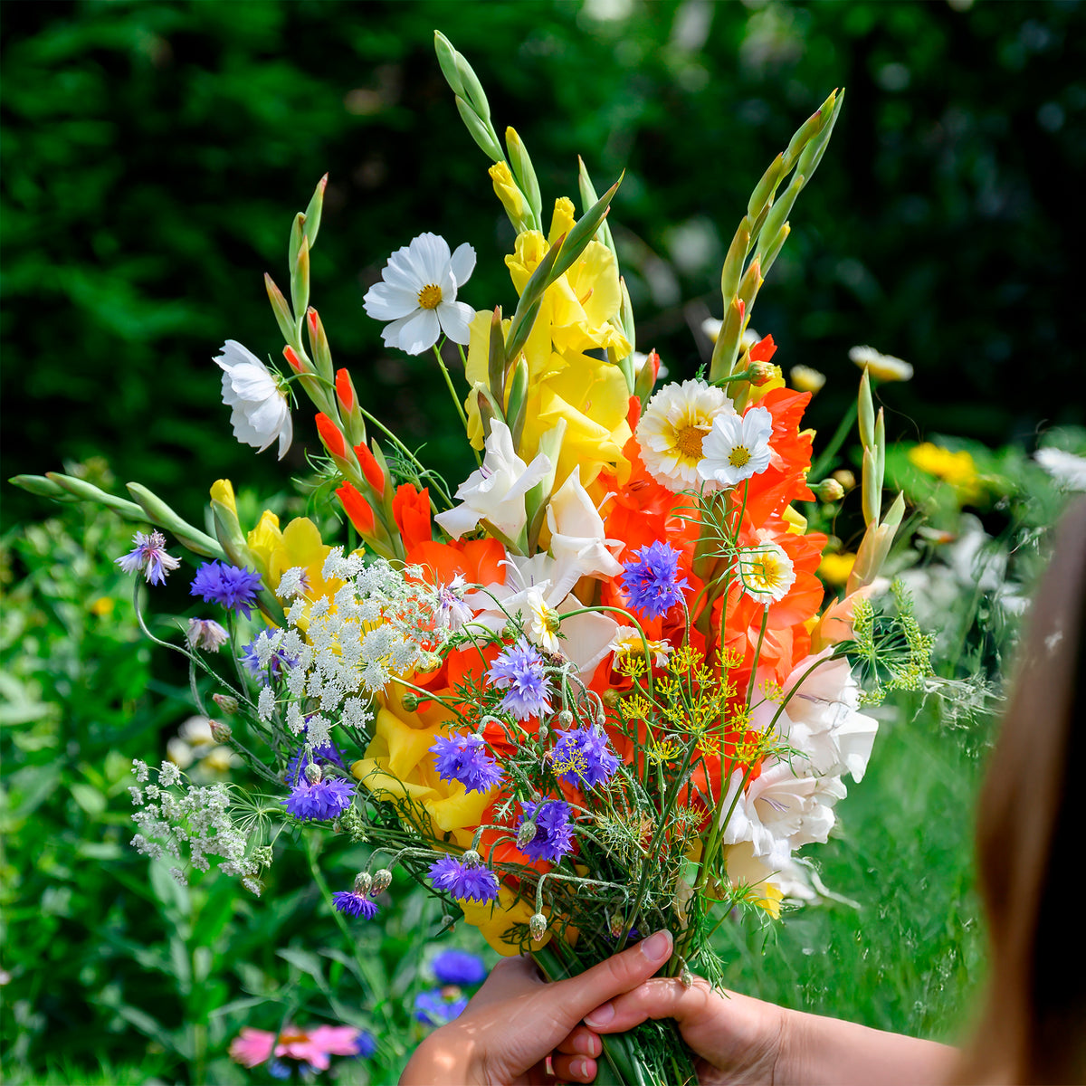 Glaïeul et mélange de graines de fleurs - Willemse