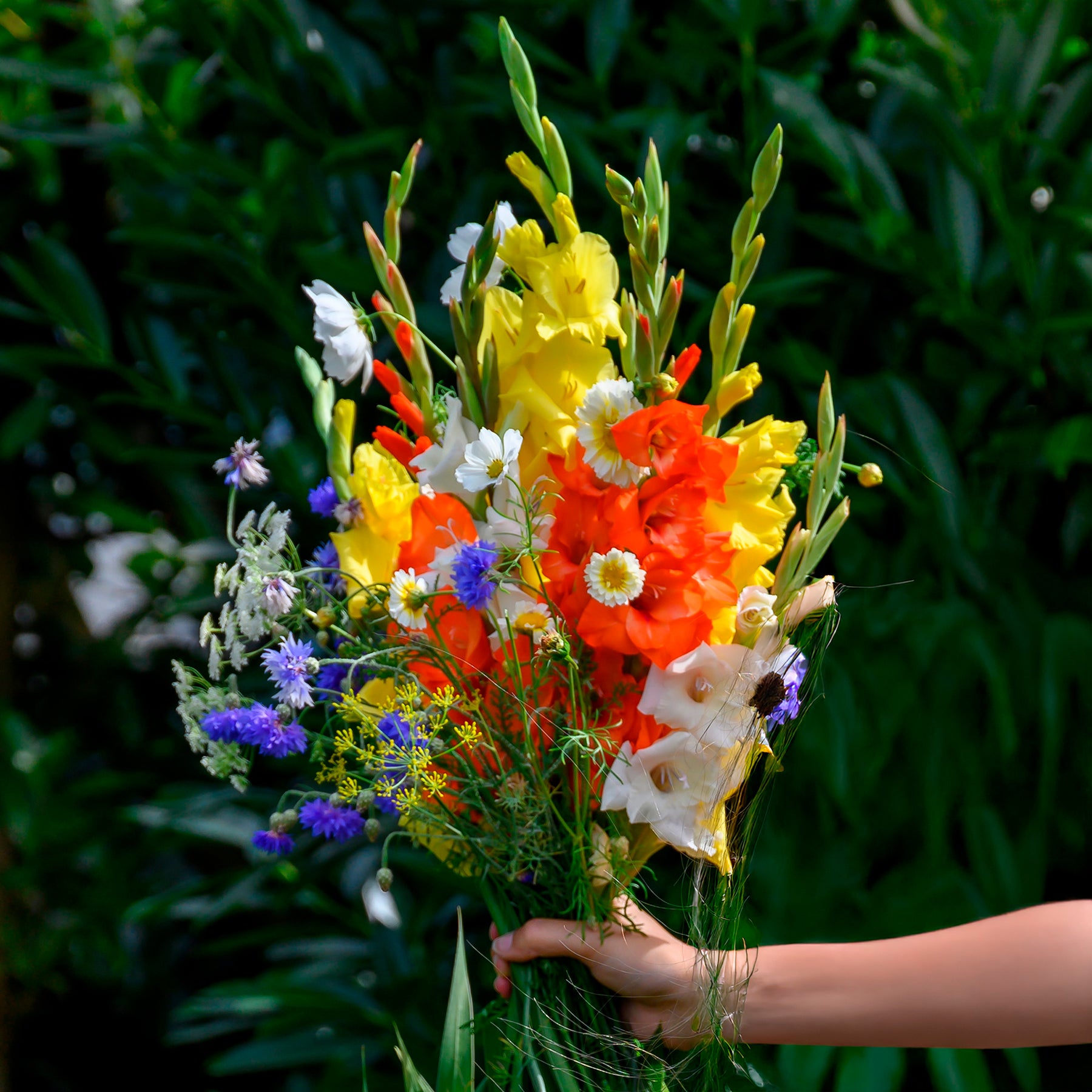 Glaïeul et mélange de graines de fleurs - Gladiolus - Willemse