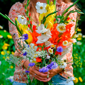 Gladiolus - Glaïeul et mélange de graines de fleurs - Glaïeul
