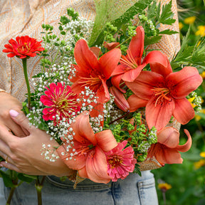 Lilium asiaticum red - Lis asiatique rouge et mélange de graines de fleurs - Lis - Lys
