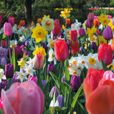 Bulbes de printemps pour massif arc-en-ciel  - Willemse