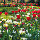 Bulbes de printemps pour massif rouge et blanc  - Willemse
