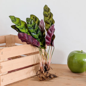 Calathea Insignis - Willemse