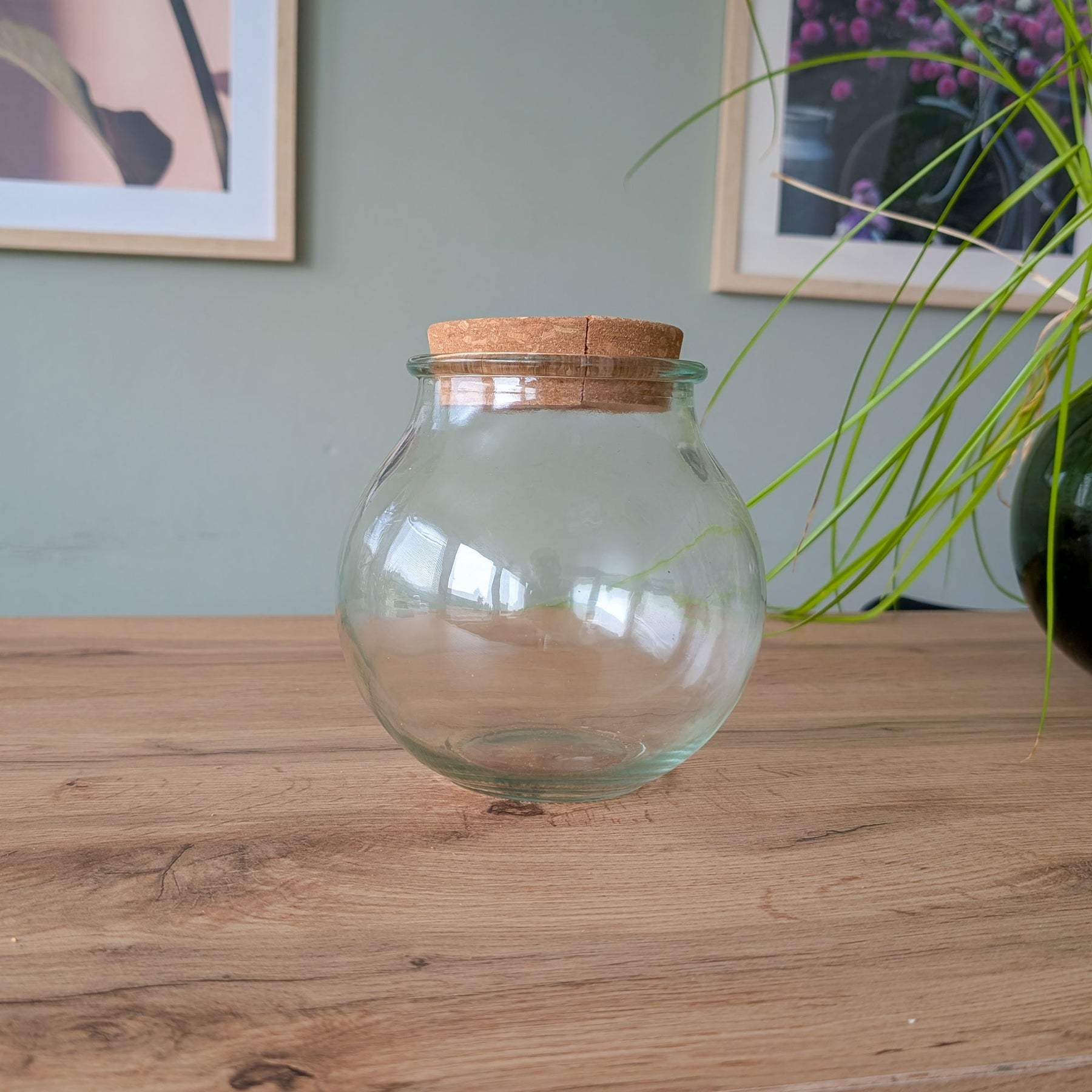  - Hydro ampoule P15 - Collections de plantes d'intérieur