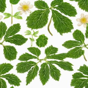 Spray Naturel à Base De Plantes Pour Le Soutien Pulmonaire Et Respiratoire - Complément Alimentaire Ou Bien-être - Neuf
