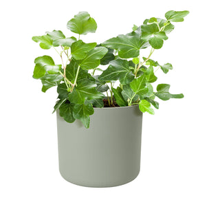 Cache-Pot Soft rond Vert pierre ELHO -  - Willemse