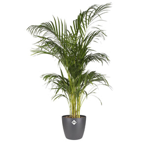 Vente Cache-pot Brussels Round anthracite ELHO - Cache-pots & Pots