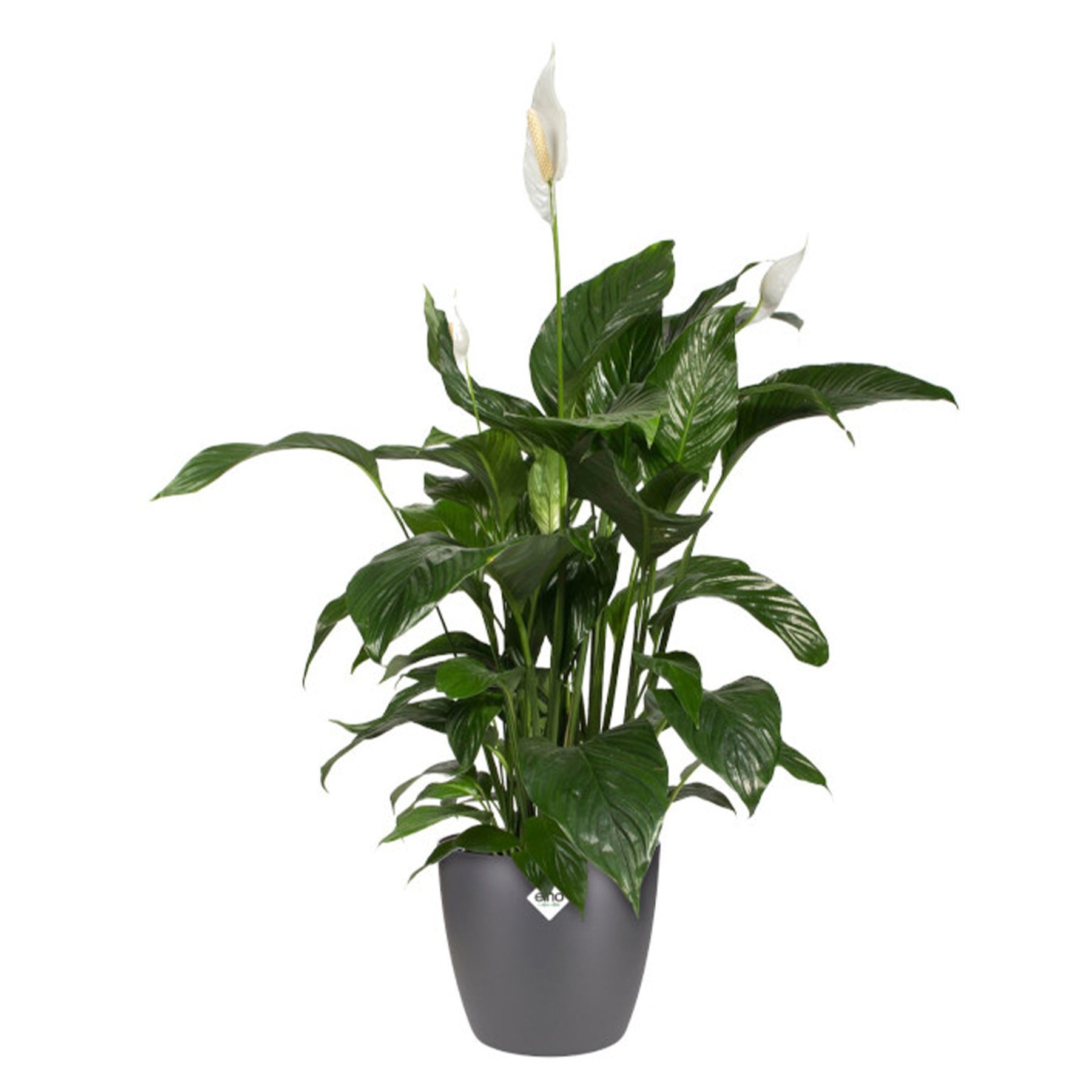 Cache-pots & Pots - Cache-pot Brussels Round anthracite ELHO - 