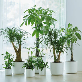 Elho Cache-pot B for soft rond blanc - Cache-pots & Pots - Willemse