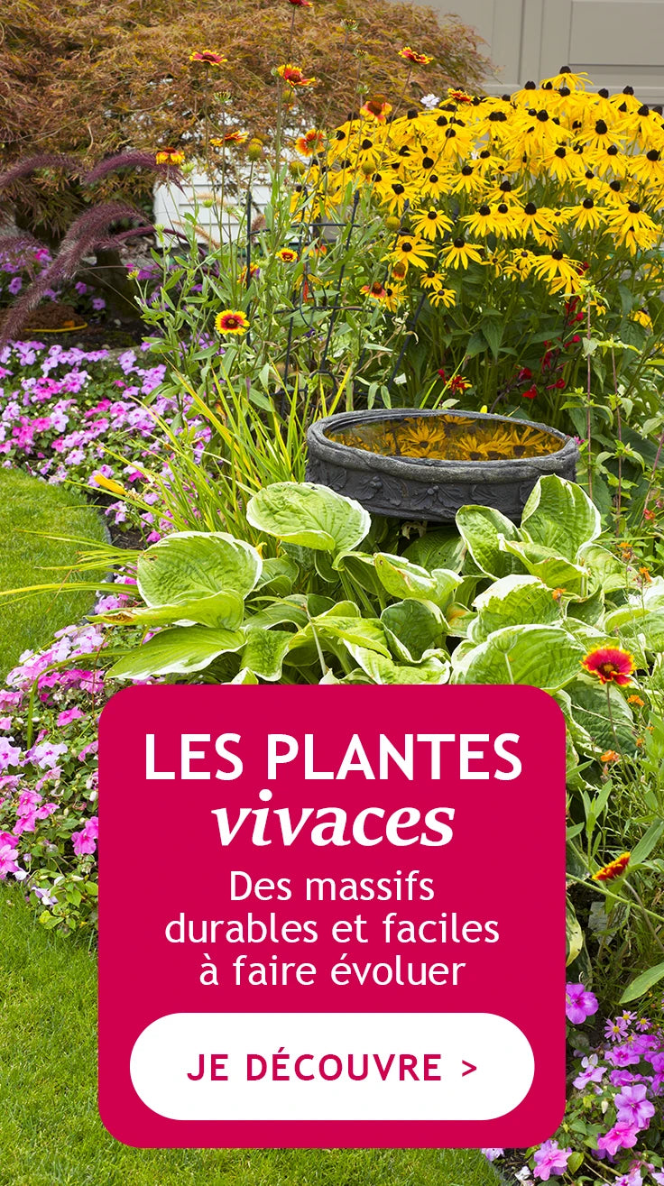 Les plantes vivaces