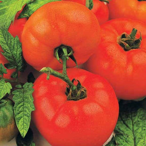 Tomate Saint Pierre - Solanum lycopersicum saint pierre - Potager