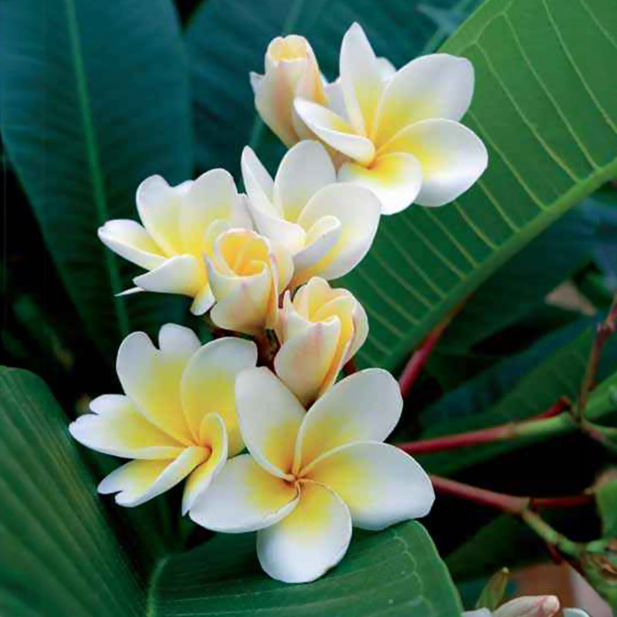 anthurium fleur blanche Anthurium blanc
