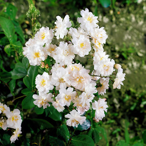 Collection de 2 Rosiers lianes Immensee blanc et Petite duchesse - Rosa x wichuraiana Petite Duchesse , Immensee - Rosiers