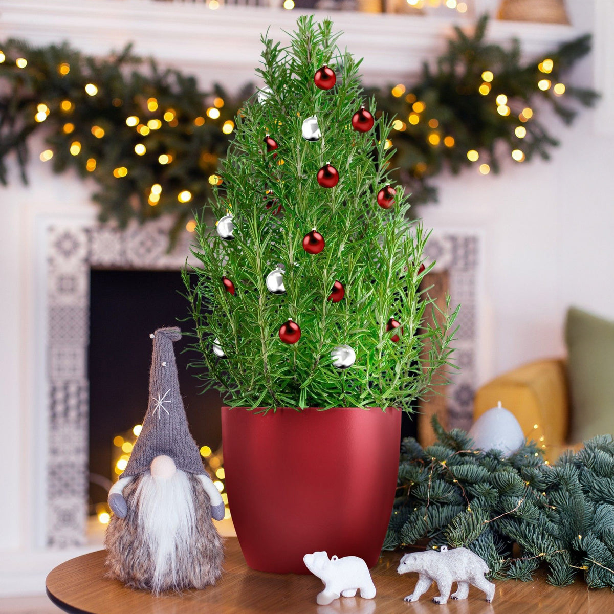 Romarin de Noël - Willemse