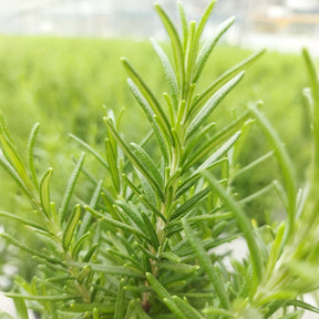 Romarin de Noël - Rosmarinus officinalis Christmas Tree - Willemse
