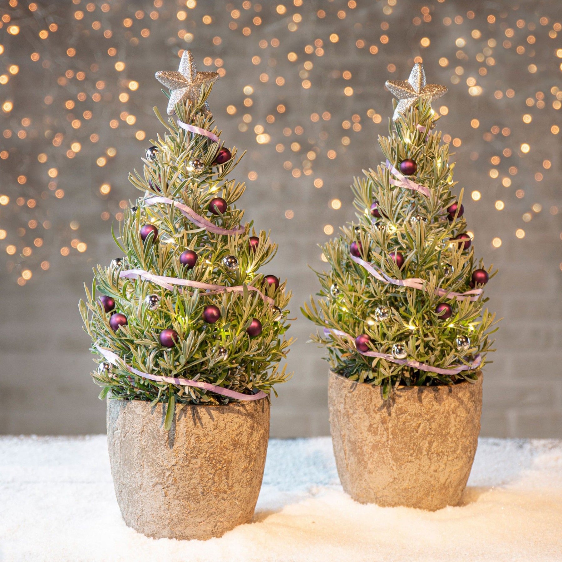 Plantes d'intérieur - Lavande de Noël - Lavandula angustifolia Christmas Tree
