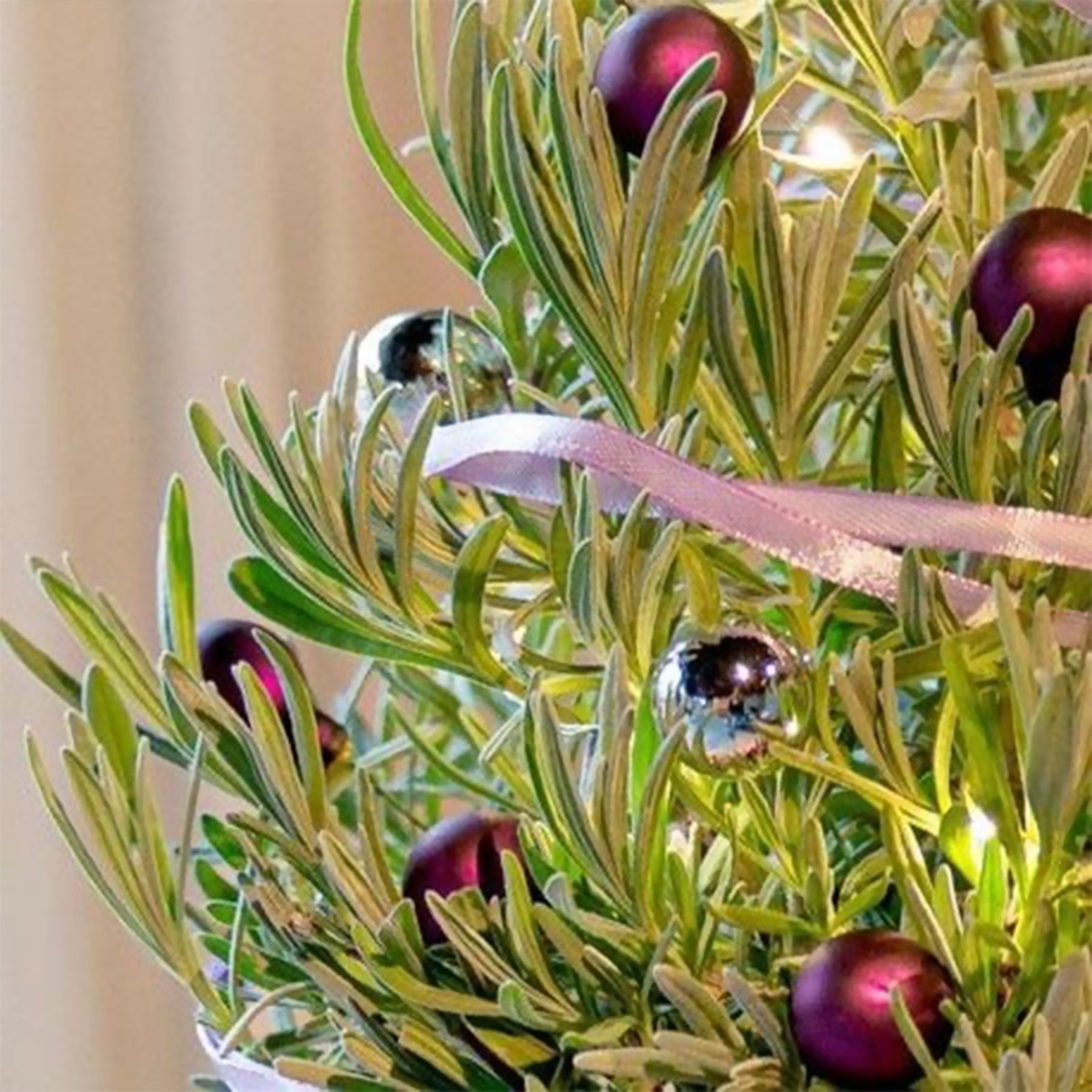 Lavandula angustifolia Christmas Tree - Lavande de Noël - Plantes d'intérieur