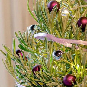 Lavandula angustifolia Christmas Tree - Lavande de Noël - Plantes d'intérieur