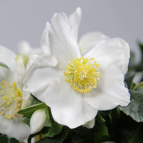 Héllébore de Noel et son pot de Noël - Helleborus niger Christmas Carol - Willemse