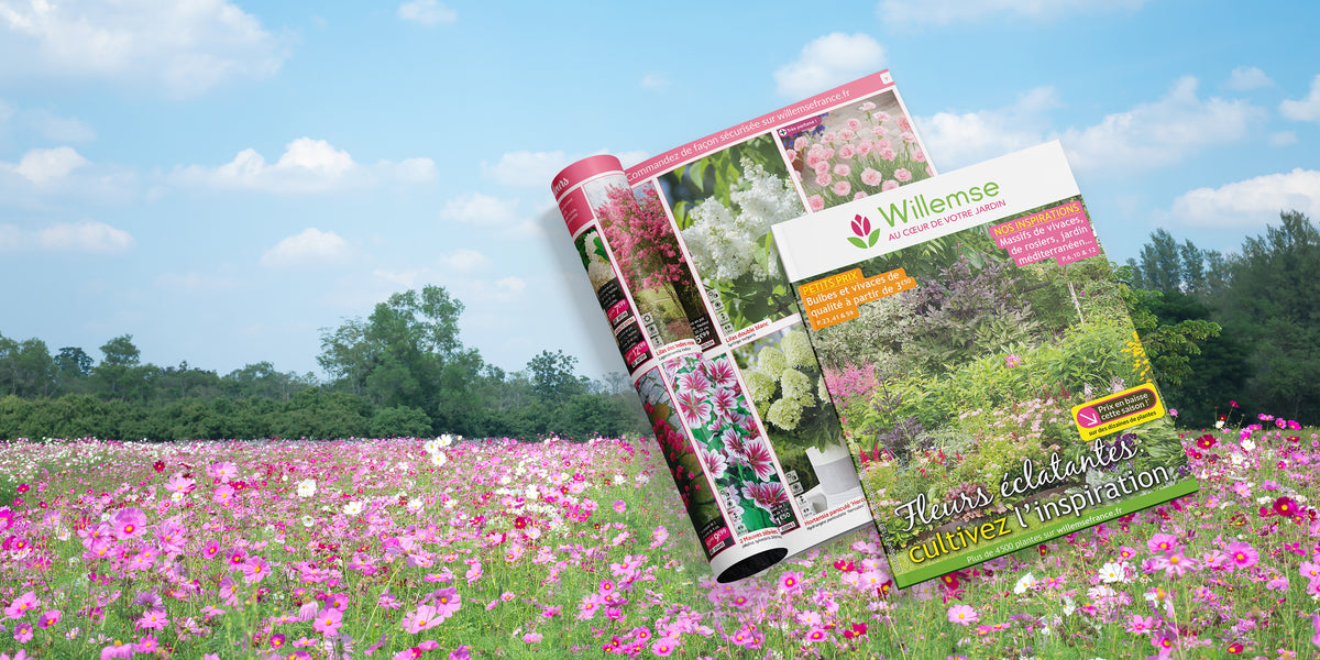 Herbes Aux épis Roses Muhlenbergia Capillaris