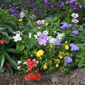 Tapis de fleurs spécial jardinières