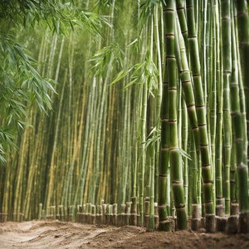 Guide étape par étape pour réussir la plantation de bambous